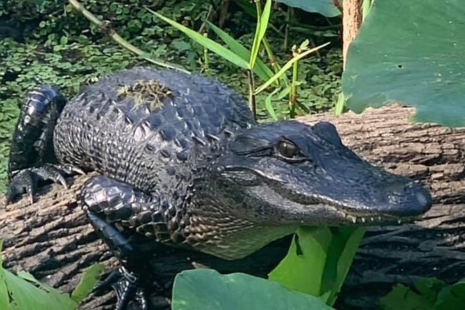 Airboat Adventure in Saint Augustine with a Guide - The waterways, wildlife, and changing scenery
