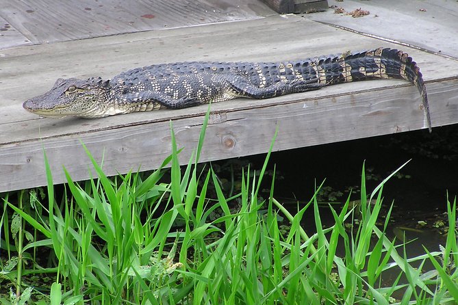 Airboat and Plantations Tour with Gourmet Lunch from New Orleans - Lunch and 250 years at Houmas House