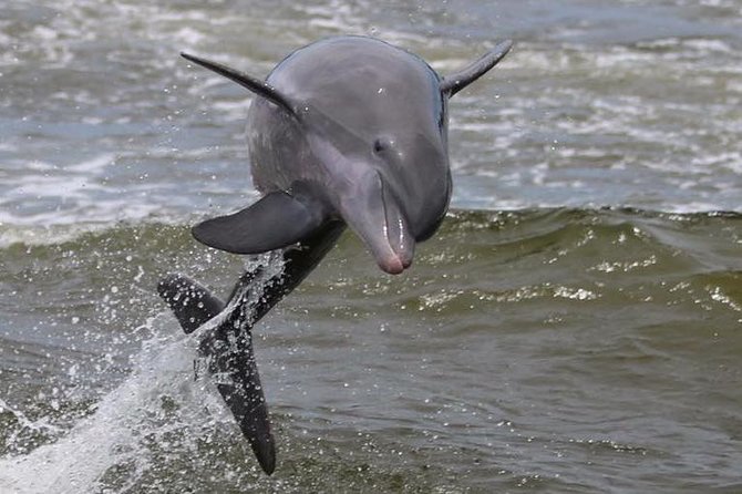 Alabama Gulf Coast Dolphin Cruise - What the cruise is worth