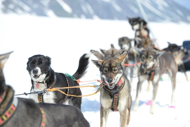 Alaska Helicopter and Glacier Dogsled Tour - ANCHORAGE AREA - How to make the most of your 90 minutes