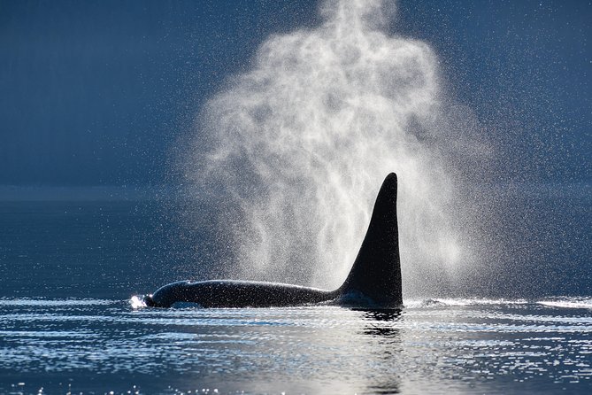 Alaska Whale Watching Cruise w/ 3 HOURS on the water - Key points to know before you book