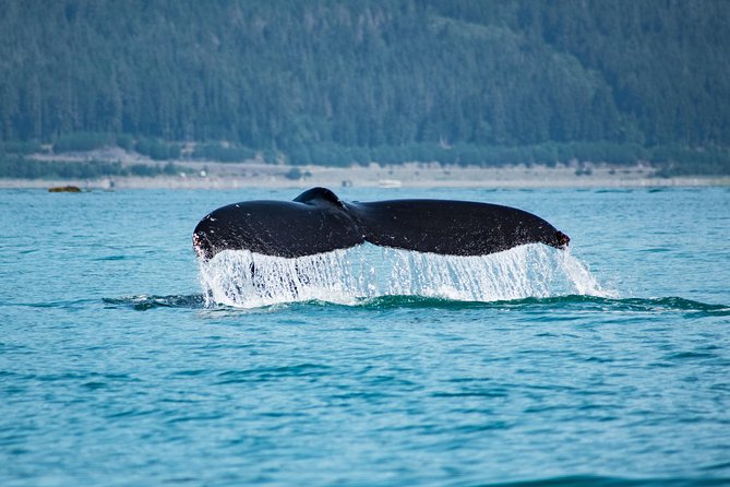 Alaska Whale Watching Cruise w/ 3 HOURS on the water - From Juneau’s docks to Auke Bay