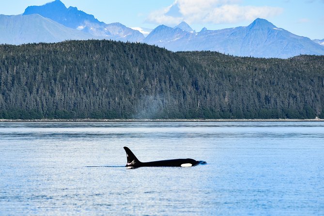Alaska Whale Watching Cruise w/ 3 HOURS on the water - Orcas, sea lions, eagles, and smaller surprises