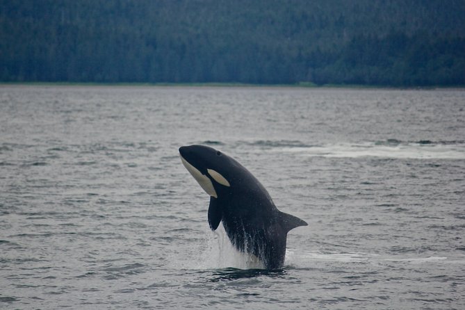 Alaska Whale Watching Cruise w/ 3 HOURS on the water - Mendenhall Glacier from the water
