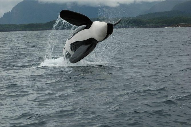Alaska Whale Watching Cruise w/ 3 HOURS on the water - What the $159 price buys you