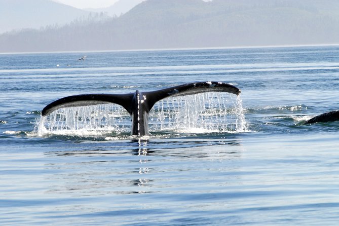 Alaska Whale Watching Cruise w/ 3 HOURS on the water - Weather, clothing, and timing