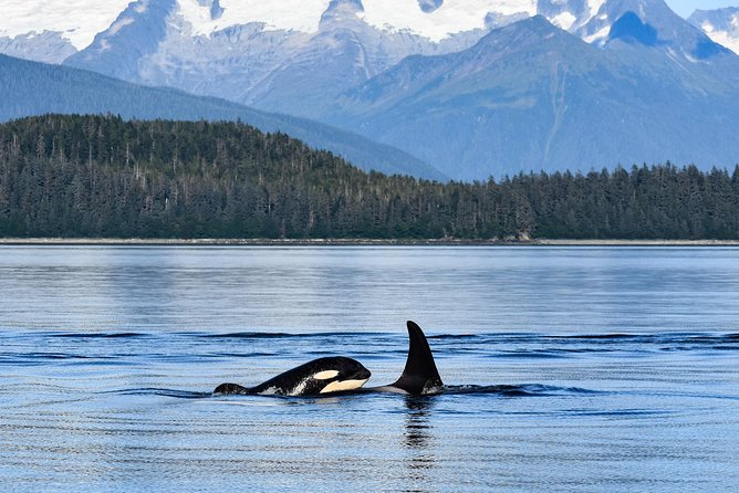 Alaska Whale Watching Cruise w/ 3 HOURS on the water - Booking details that can prevent a missed pickup