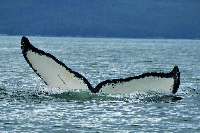 Alaska Whale Watching Cruise w/ 3 HOURS on the water - Three hours searching for humpbacks