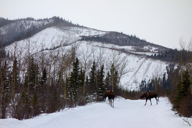 Alaskan Back Country Side by Side ATV Adventure with Meal - Lunch and dinner with Alaska salmon