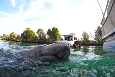 All-Inclusive Small Group Manatee Swim with Free Photos