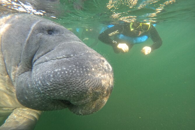 All-Inclusive Small Group Manatee Swim with Free Photos - What the guides add for families and first-time snorkelers