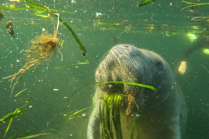All-Inclusive Small Group Manatee Swim with Free Photos - Is $89.95 a fair price?