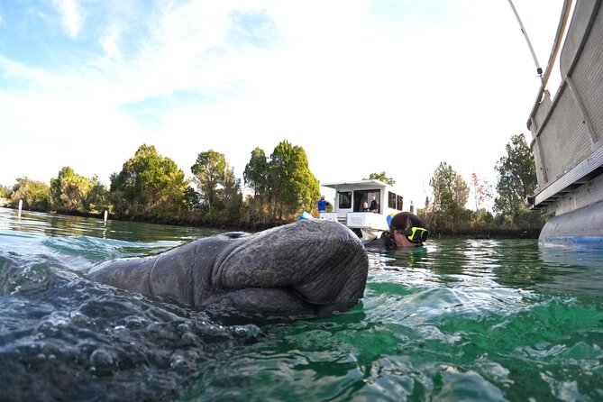 All-Inclusive Small Group Manatee Swim with Free Photos - Free photos that let you watch instead of film