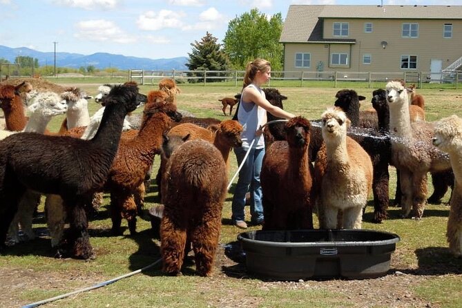 Alpaca and Llama Farm Tour - Chili, Hazel, Finn, and the rest of the farm