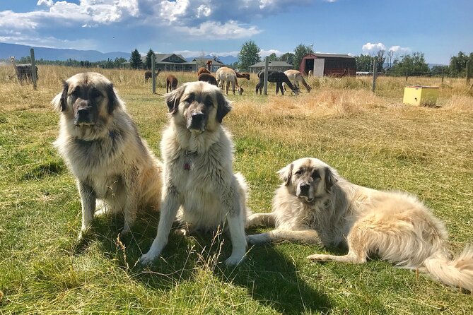 Alpaca and Llama Farm Tour - Why the small group size matters