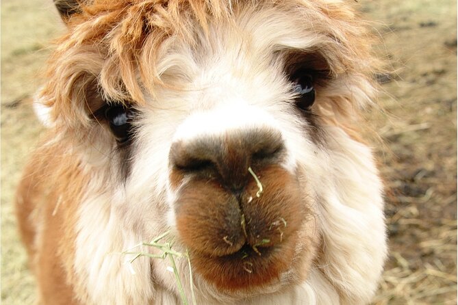 Alpaca and Llama Farm Tour - Farm footing, weather, and what to wear