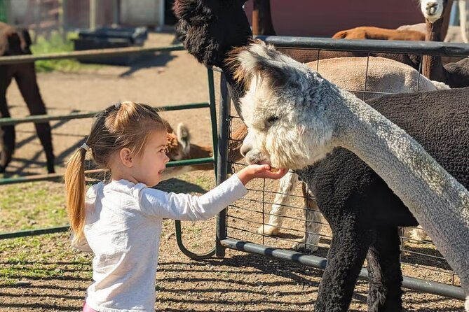 Alpaca and Llama Farm Tour - Photos, souvenirs, and the value of the visit