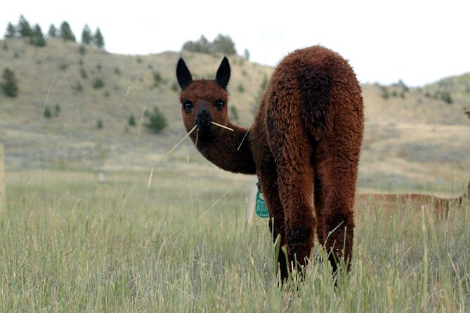 Alpaca and Llama Farm Tour - Who will enjoy this Bozeman farm visit