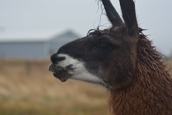 Alpaca and Llama Farm Tour - Booking flexibility and cancellation terms
