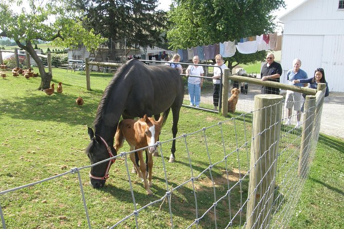 Amish Experience Visit-In-Person Tour - Key points to know before booking