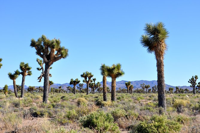 Area 51 Day Tour from Las Vegas with Alien and UFO Hotspots - Little A’Le’Inn in Rachel, Nevada