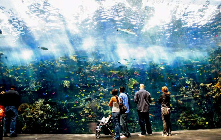 Atlanta: Georgia Aquarium Skip-the-Box-Office Entry Ticket - The giant tank earns its place at the top