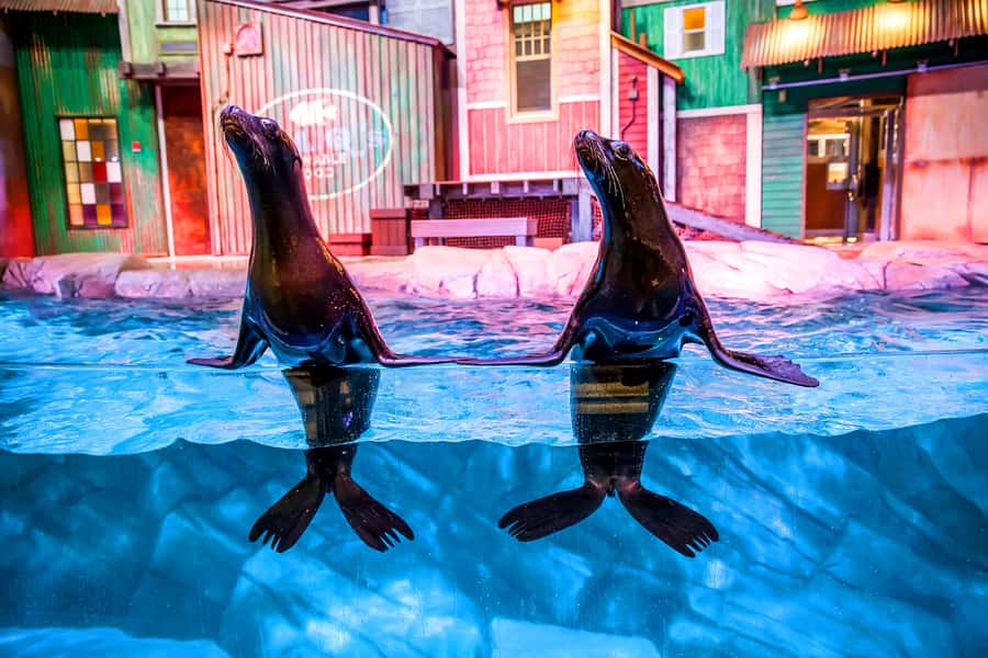 Atlanta: Georgia Aquarium Skip-the-Box-Office Entry Ticket - Eight galleries, eight different moods