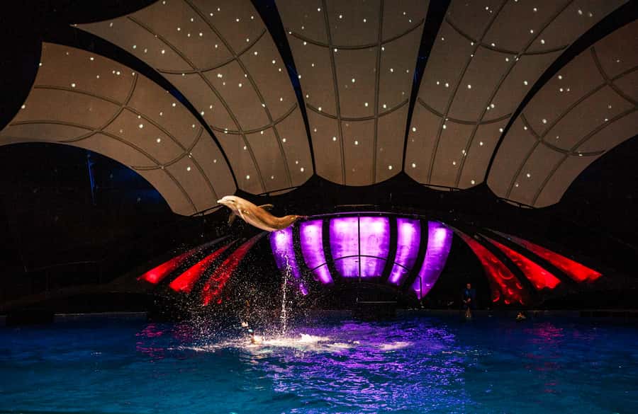Atlanta: Georgia Aquarium Skip-the-Box-Office Entry Ticket - Book the dolphin and sea lion presentations early
