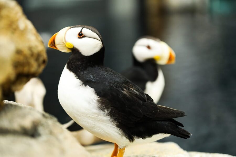 Atlanta: Georgia Aquarium Skip-the-Box-Office Entry Ticket - Is $64 worth it?