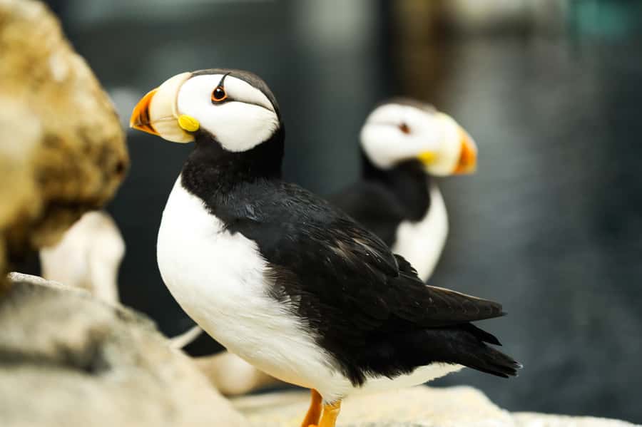 Atlanta: Georgia Aquarium Skip-the-Box-Office Entry Ticket - Practical details for families and wheelchair users