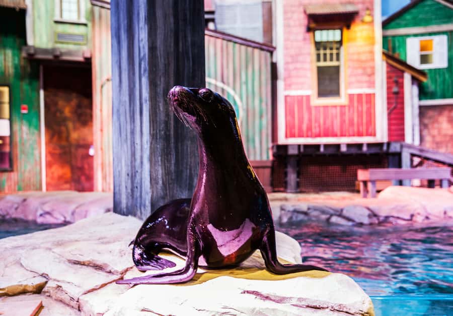 Atlanta: Georgia Aquarium Skip-the-Box-Office Entry Ticket - What I would do with one visit
