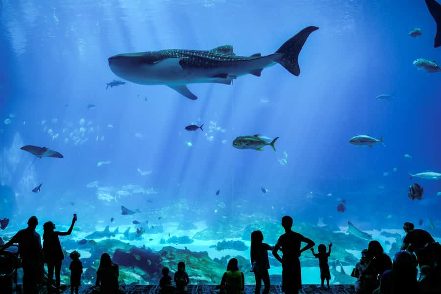 Atlanta: Georgia Aquarium Skip-the-Box-Office Entry Ticket - FAQ
