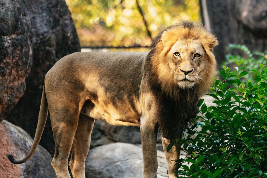 Atlanta: Zoo Atlanta General Admission Ticket - Key points to know before you go