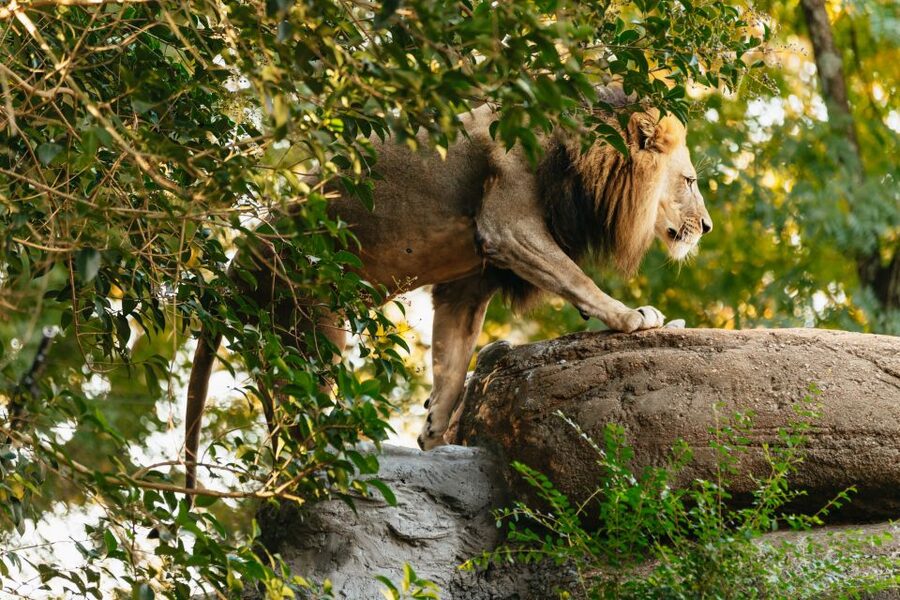 Atlanta: Zoo Atlanta General Admission Ticket - Parking, access, and what to leave at home