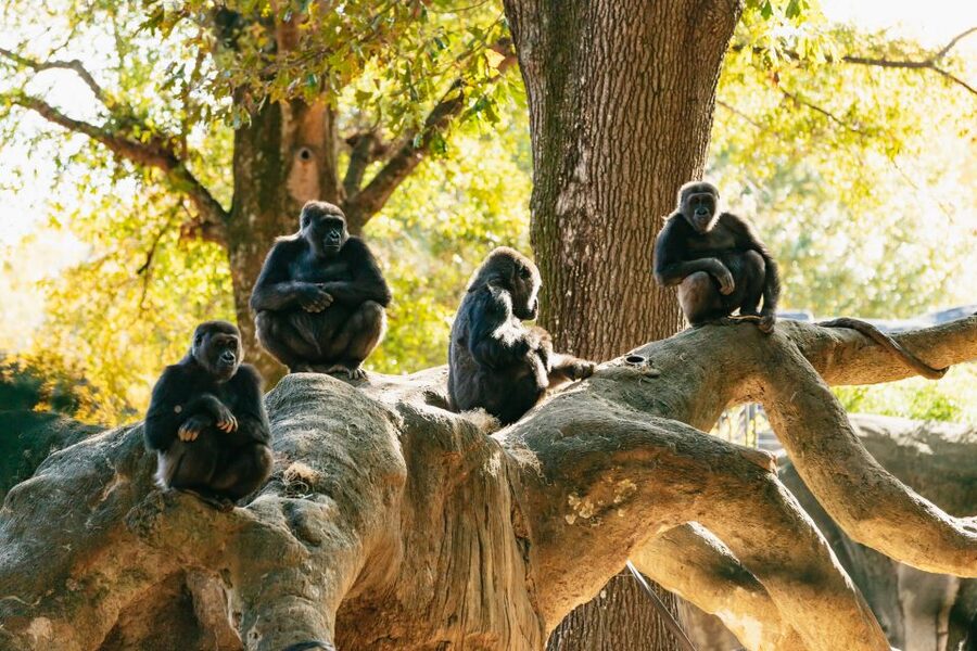 Atlanta: Zoo Atlanta General Admission Ticket - What a $34 Zoo Atlanta ticket really buys you
