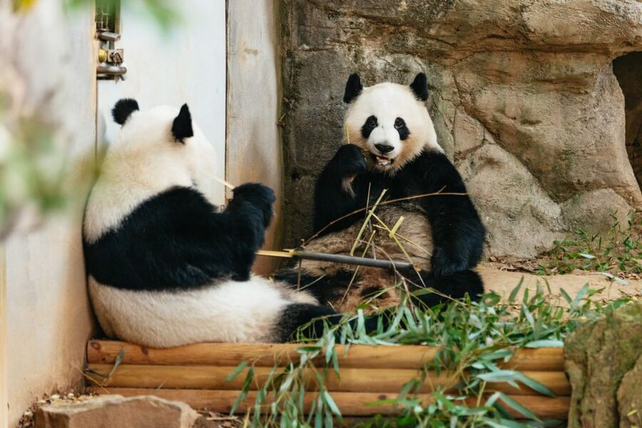 Atlanta: Zoo Atlanta General Admission Ticket - Make the great apes your slowest stop