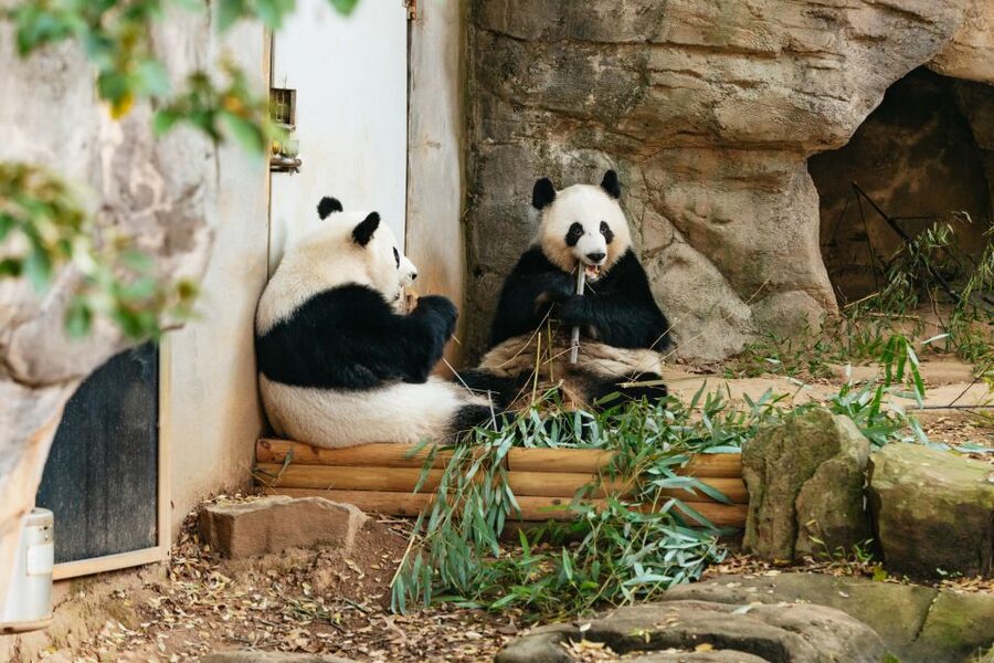 Atlanta: Zoo Atlanta General Admission Ticket - Look for pandas, elephants, and less familiar animals