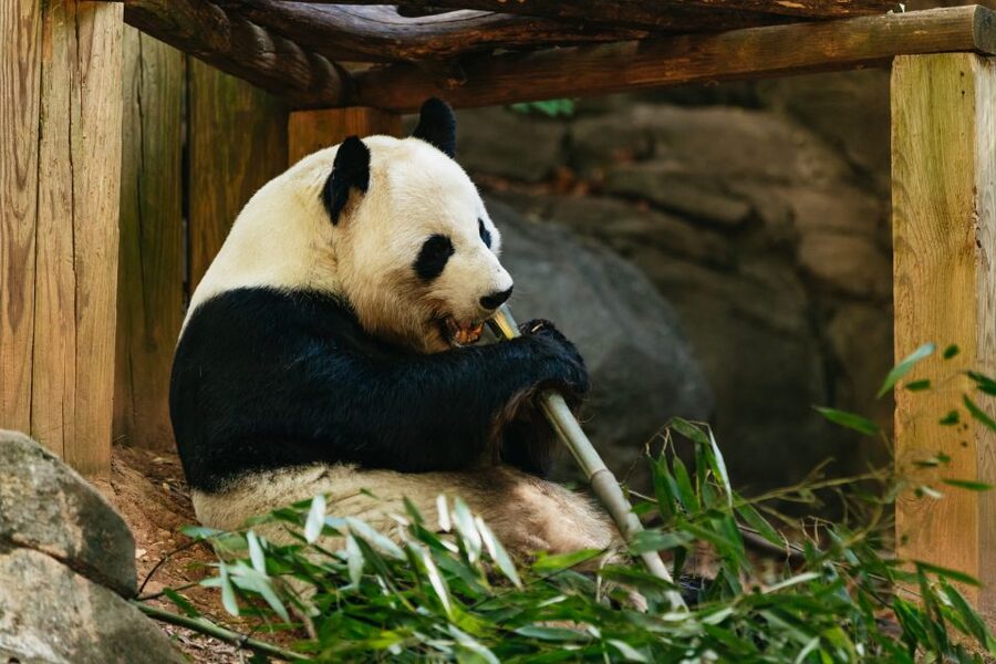 Atlanta: Zoo Atlanta General Admission Ticket - Step inside Scaly Slimy Spectacular