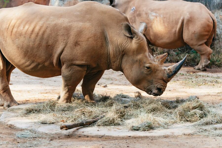 Atlanta: Zoo Atlanta General Admission Ticket - Add animal talks and Wild Encounters