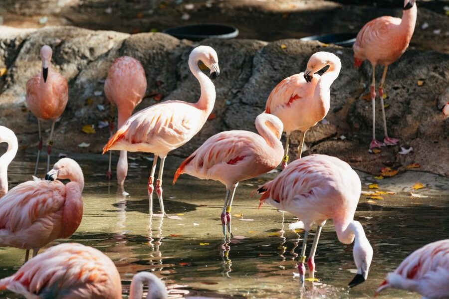Atlanta: Zoo Atlanta General Admission Ticket - Give children time for goats, rides, and play