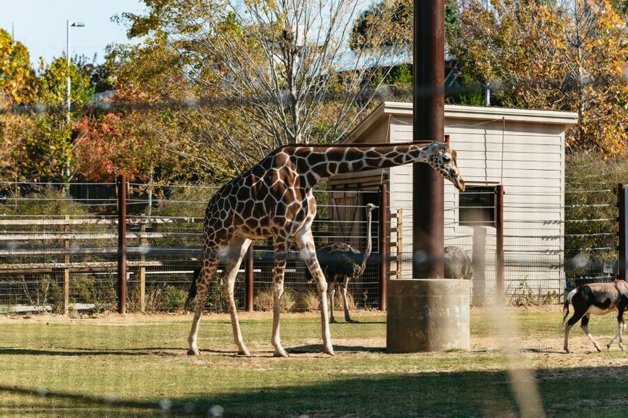 Atlanta: Zoo Atlanta General Admission Ticket - How to plan the day without wearing yourself out