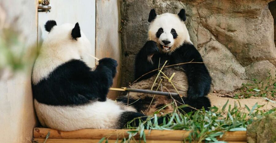 Atlanta: Zoo Atlanta General Admission Ticket - Start with Africa’s elephants, lions, and rhinos
