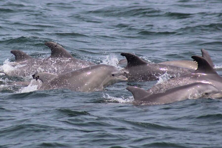 Atlantic City: Dolphin Watching Ocean Cruise Adventure - A family-friendly way to change the pace