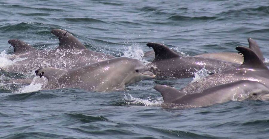 Atlantic City: Dolphin Watching Ocean Cruise Adventure - Practical planning for your departure
