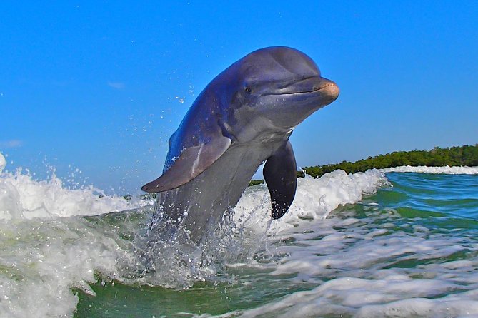 Avi's Premium Dolphin Tour by Jet Ski - Sharing one jet ski with a friend