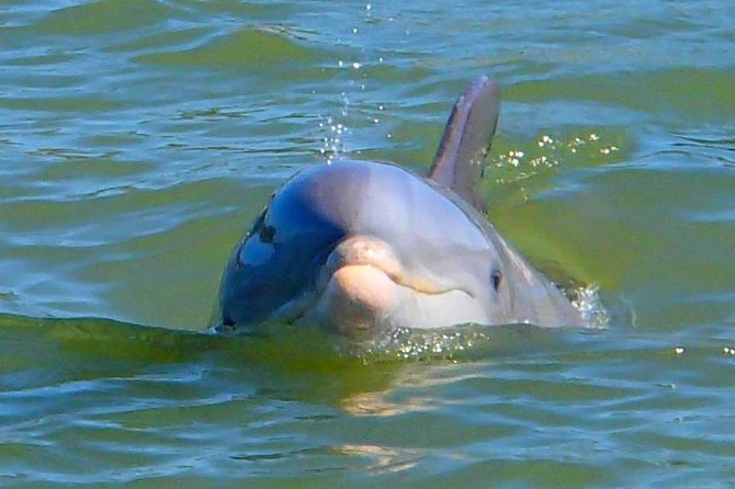 Avi's Premium Dolphin Tour by Jet Ski - Value for couples and close friends