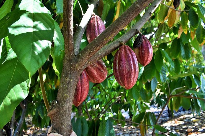 Award Winning Farm Tour: Coffee, Chocolate and Unique Gifts - The surprise third tour: natural soap