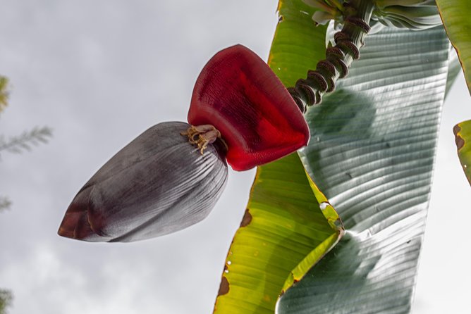 Award Winning Farm Tour: Coffee, Chocolate and Unique Gifts - Who should book this Big Island experience?