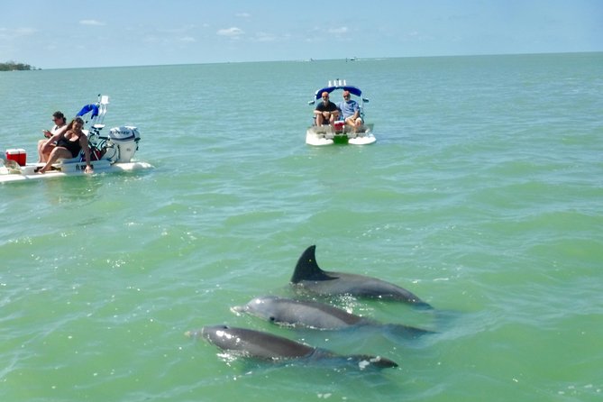 Backwater Adventure's CraigCat Tours of the 10,000 Islands - Dolphins, birds, and the wildlife search