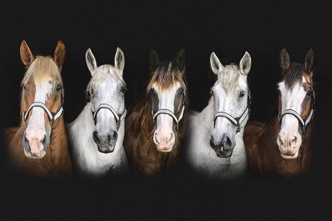 Beaufort’s #1 Horse & Carriage History Tour - Who will enjoy this ride most